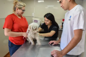 Dónde se ofrecerá el servicio de castración para animales de compañía la próxima semana, del 1° al 5 de junio