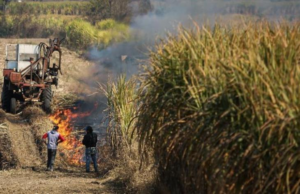 La Provincia fortalece la prevención de la quema de cañaverales y asistirá a pequeños productores