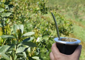 La yerba mate busca expandirse en Asia: firmas misioneras comenzarán a exportar a la India