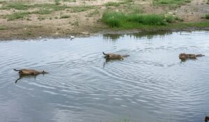 Conmoción en el río Salí: investigan la aparición de varios caballos muertos flotando sobre el cauce
