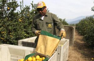 Panamá abre sus puertas a los cítricos argentinos: una nueva ventana estratégica para el limón tucumano