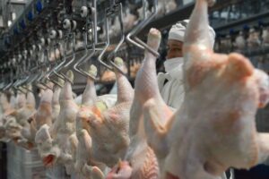 Radiografía avícola en Tucumán: el 80% del pollo que se consume en la provincia llega desde otras regiones