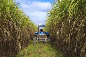 La caña de azúcar lidera las exportaciones orgánicas argentinas y apuntala la competitividad del NOA