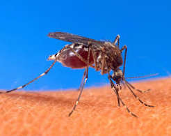 Dengue y chikungunya: “Nuestro sistema de salud siempre está en alerta”