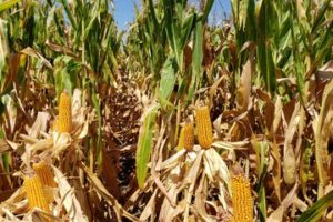 El desplome del maíz en Chicago: impacto internacional tras el sorpresivo informe de stocks del USDA