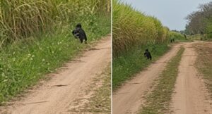 Misterio en el interior: viralizan un video en un cañaveral tucumano que revive mitos y despierta debate