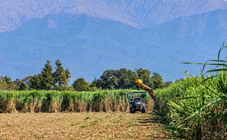Crisis azucarera en Tucumán: productores advierten que quedará caña sin cosechar y urgen ayuda oficial