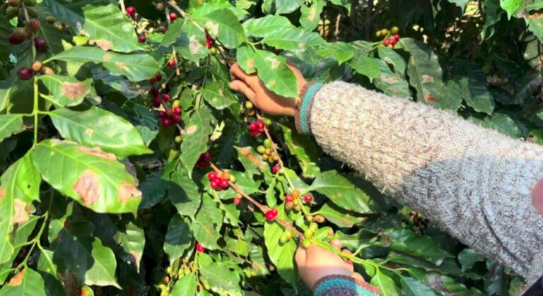 El oro verde del Aconquija: Tucumán suma 9.000 hectáreas aptas para producir el primer café de origen argentino